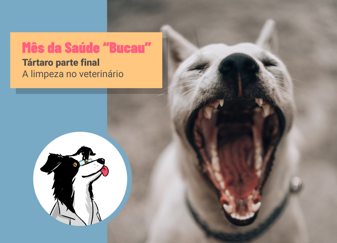 Limpeza de Tártaro no Veterinário